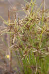 Yellow flatsedge